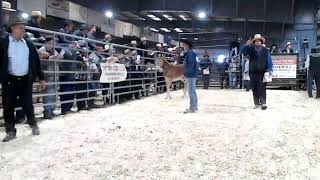 Hoover Colt Sale 2024 Trying Again [upl. by Ertemed]