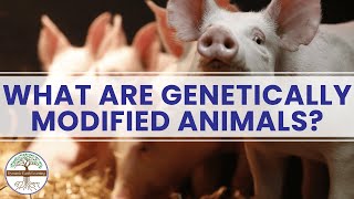 What Are Genetically Modified Animals Dynamic Earth Learning [upl. by Himelman]