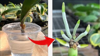 This Little Tip Helps Old Orchids Take Root Quickly [upl. by Wyatt]