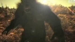 BFRO Reacts to Russian Yeti Claims  Finding Bigfoot [upl. by Zullo266]