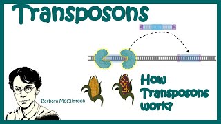 Transposons  Transposable elements  Types of transposons how transposons work [upl. by Harness346]