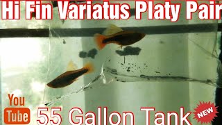 Added Hi Fin Variatus Platy Male and Female In The 55 Gallon Tank [upl. by Bencion779]