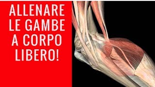 COME ALLENARE I FEMORALI A CORPO LIBERO [upl. by Eveiveneg]