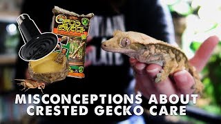 IS OUR CRESTED GECKO CARE WRONG Impaction Heating amp More [upl. by Anitsirhk]