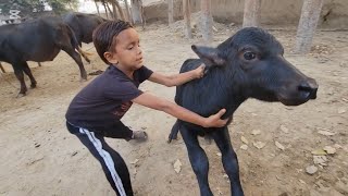 Buffalo baby running  Buffalo baby video  Chacha Bhatija [upl. by Anival]