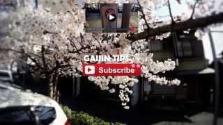 Cherry Blossom in Japan  4K [upl. by Froh]