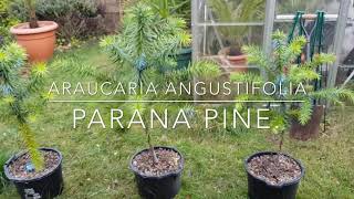 Endangered trees Part 2 Araucaria Angustifolia Paraná Pine [upl. by Dlnaod]