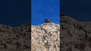 Hermoso pajarito en las cordilleras de los andes [upl. by Kaehpos]