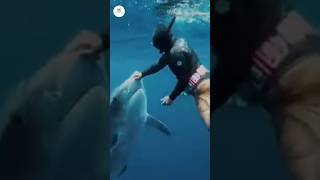 Shark not attack scuba divers🤔🤔 shark facts fact shorts [upl. by Briscoe]