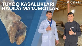 Tuyoq kasalliklari haqida ma’lumotlar mol bokish molbokishsiri molboqishsirlari miosta [upl. by Ahcurb]