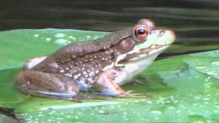 Frog on a Lily Pad [upl. by Suckow]