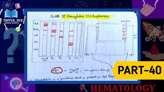 Hemoglobin electrophoresis  Steps of Hb electrophoresis [upl. by Arramahs]