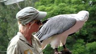 Whitebellied sea eagle [upl. by Whit]