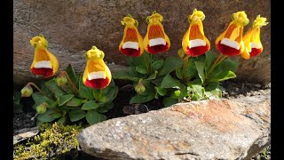 Darwin’s slipper plant from Patagonia  Calceolaria uniflora [upl. by Ellenhoj110]