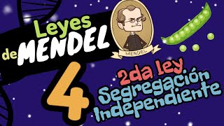 🌱 LEY DE LA SEGREGACIÓN INDEPENDIENTE las tres leyes de Mendel fácil en 2 minutos GUÍA UNAMIPN [upl. by Ellette]