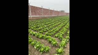 Lettuce Iceberg Harvesting [upl. by Artur]