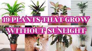 19 Houseplants That Can Survive Darkest Corner of Your House [upl. by Pollerd643]