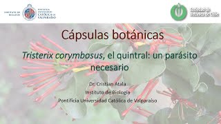 Cápsulas botánicas Tristerix corymbosus el quintral un parásito necesario [upl. by Nylle]