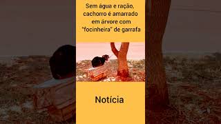 Sem água e ração cachorro é amarrado em árvore com “focinheira” de garrafa cachoro pets [upl. by Sibby]