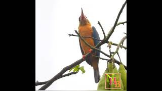 STORK BILLED KINGFISHER kingfisher shorts birdsofindia urbanbirds india [upl. by Revorg]