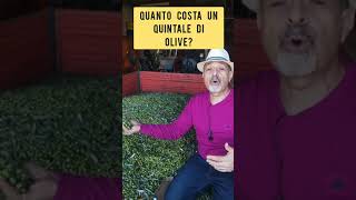 Ecco quanto costa un quintale di olive dal nord al Sud [upl. by Emirej910]