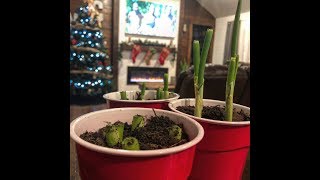 How to grow green onions in your house [upl. by Caswell]