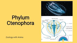 Phylum Ctenophora  Zoology with Amina [upl. by Tham]