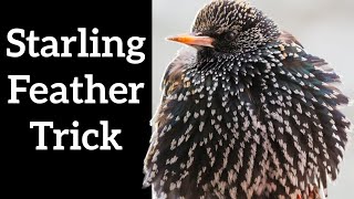 Starlings Change Their Spots Every Year [upl. by Dnalon142]