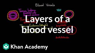 Layers of a blood vessel  Circulatory system physiology  NCLEXRN  Khan Academy [upl. by Ahsiekar]