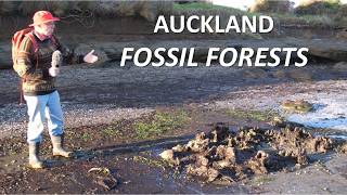 Two Fossil Forests Ihumātao Auckland [upl. by Adlay]