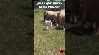 ¿Sabes para que sirven estas pinzas en el ganado ganaderia campo rancho finca ganado toro [upl. by Aisor]