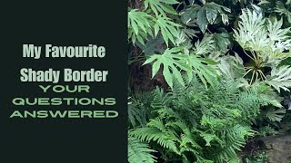 My UK Tropical Style Garden Fatsia Guide and Tree Fern Care [upl. by Elson541]