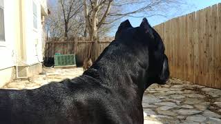 Cane Corso protecting his owner [upl. by Stargell]