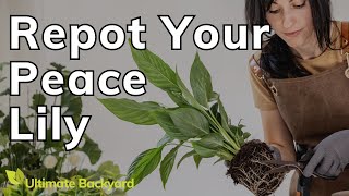 How and When to Repot a Peace Lily [upl. by Grosvenor]