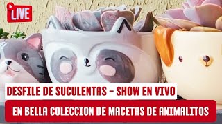 Desfile de suculentas  show en vivo en bellas macetas de animalitos [upl. by Aneeres337]