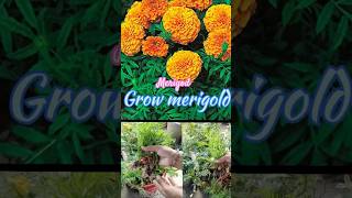 Merigold cuttingsgrow merigold cookingamp gardening terrace [upl. by Nahtannhoj]