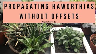 The Secret to Propagating Haworthia Succulents Fast No Offsets Needed  Angels Grove Co [upl. by Bal]