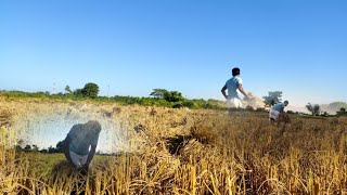 धान 🌾खेत में धान उठने आया  Paddy come to the field to pick paddy🌾 [upl. by Brenza]