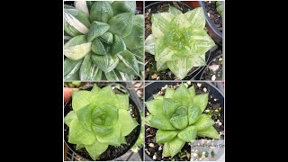 Haworthia Cuspidata vs Cymbiformis Quick Overview amp Care Tips [upl. by Valerye]