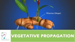 VEGETATIVE PROPAGATION [upl. by Chong]