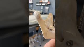 Esto te hace un dentista anatomia medicina curiosidades cuerpo mandibula [upl. by Anec437]