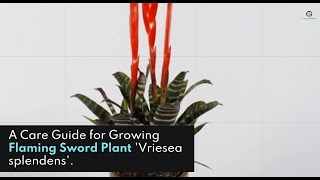 An Amazing World of the Flaming Sword Plant Vriesea Splendens – A Care Guide for Growing [upl. by Mace]