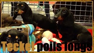 Teckel poil long  Canis lupus familiaris  Paris Animal Show 2016  03022016 [upl. by Araht792]