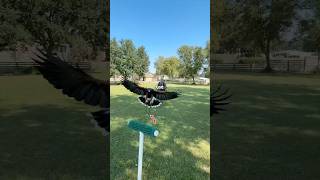 🦅 What is a “Creance” in falconry [upl. by Fechter689]