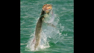 Tarpon Best Fishing Practices [upl. by Wilmer]