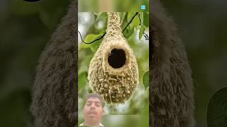 Dekho sap birds ka anda kha jata hai birds amazingfacts animals interestingfacts [upl. by Ardnazil347]