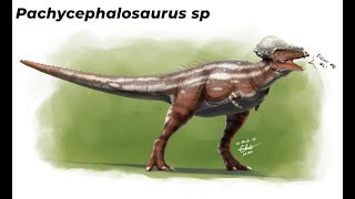 Pachycephalosaurus quotEl Reptil de Cabeza Gruesaquot [upl. by Aicemat689]