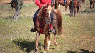 video equiraduno niscemi 2011 [upl. by Adirehs]