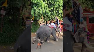 elephant karukachal kottayam [upl. by Fia]