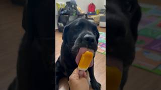 My Dog Loves ICE CREAM During Summers doglover trending dogshorts [upl. by Piegari]